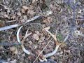 How to find Deer Sheds in the Black Hills How to find Deer Sheds in the Black Hills