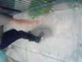 acomodando la tabla