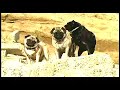 Planet of the Pugs