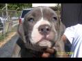 videos de IOU Blue pit puppies