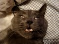 Cat Snores and Sleeps With Eyes Open