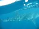 Whaleshark Swim 2 Whaleshark Swim 2