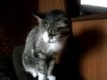 Тупая пародия на видеоролик "Ну очень странный кот"