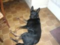 un beauceron :MON CHIEN TROUZIR, musique : les apaches