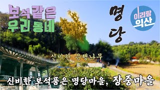 보석같은 우리동네 4편 ‘신비한 보석품은 명당마을, 장중마을’ (#) 해를 품은 달 아니고 나무 품은 나무? / 신비의 은행나무 / 배산임수 끝판왕 / 문화마을29!
