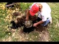 Planting a Ginko tree Planting a Ginko tree