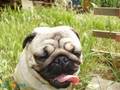 Buffy & Faith 2007 (pug)