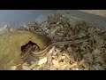 Snake Room Update