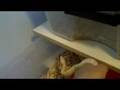 Snake Room Update