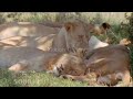 Lions - We are one