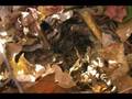 videos de Turtle Tracks M67: Mojo's Tracks Day 67