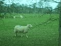 Easter in Wales