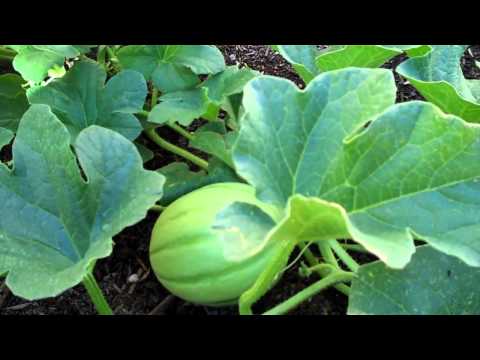 how to tell if a lemon drop melon is ripe