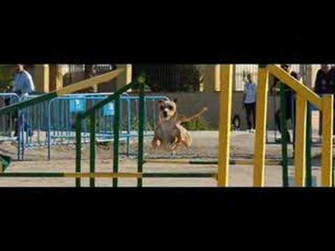 AGILITY CLUB COASTA BLANCA , ALICANTE
