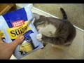 Pippy, the Begging Kitty