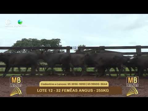 538� LEIL�O VIRTUAL MB LEIL�ES