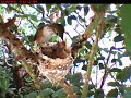 Hummingbirds - 3 weeks old Hummingbirds - 3 weeks old
