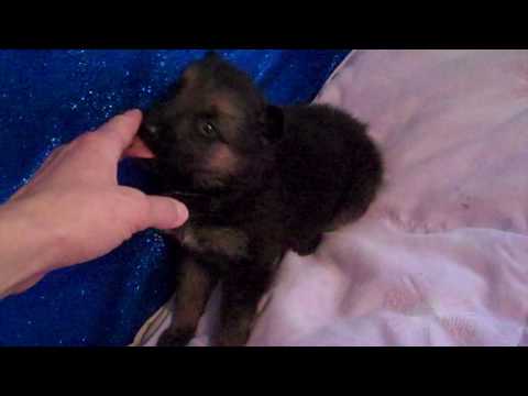 Carolinas Miss Fairy Dust Black and Tan Female Puppy