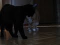 Wilma and Nemi goes wrestling Wilma and Nemi goes wrestling