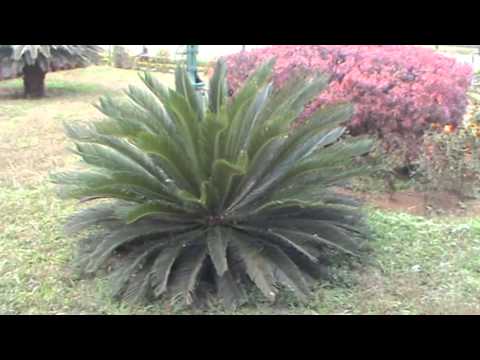 how to fertilize cycads