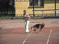 Dog Dancing