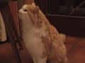 Jacky the Cat Jacky the Cat