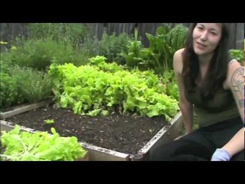 lettuce - Growing lettuce is so easy, and tasty. Here is how we do it, in 5 simple steps. Visit www.sherwoodtaylor.com for more gardening tips and info!