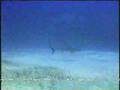 K-LA MAC TOUCHIN A SHARK IN THE BAHAMAS
