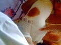 Annual Immunization 2008