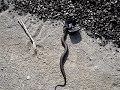 Northern Water Snake