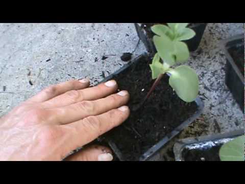 how to transplant sunflower seedlings