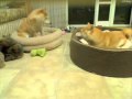 Ayumi Moving Bed, Barking Match