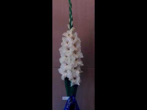 how to fertilize gladiolus