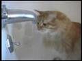 Don Gato Licks It Up