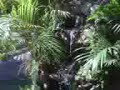 UN PECEBRE EN LA SELVA AMAZONICA