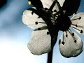 michna.wmv