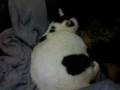 Simba and Freckles Episode 4