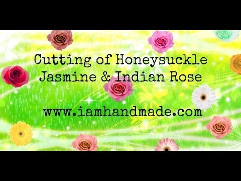 how to transplant jasmine cuttings
