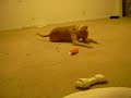 Pitbull Scratches Back-Doing the Furl