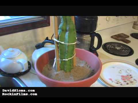 how to replant a dying cactus