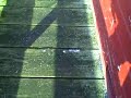 Coupeville Wharf