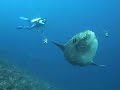 Sunfish mola mola