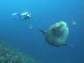 Sunfish mola mola