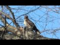 2010-03-16 Red-tailed Hawk