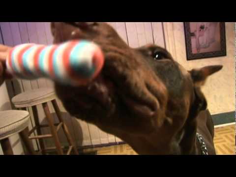 Zeus! the red doberman! ..licking and enjoying ice cream!