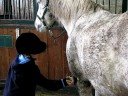 Grooming a very dirty pony