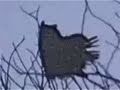 OWL-NIGHT-CREATURES-
