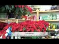 Scenes from Gillespie's around Christmas!