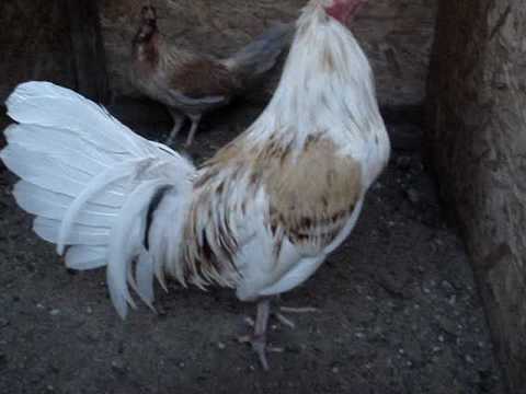Gallo 'S De Pelea