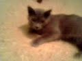 Cat in Heat
